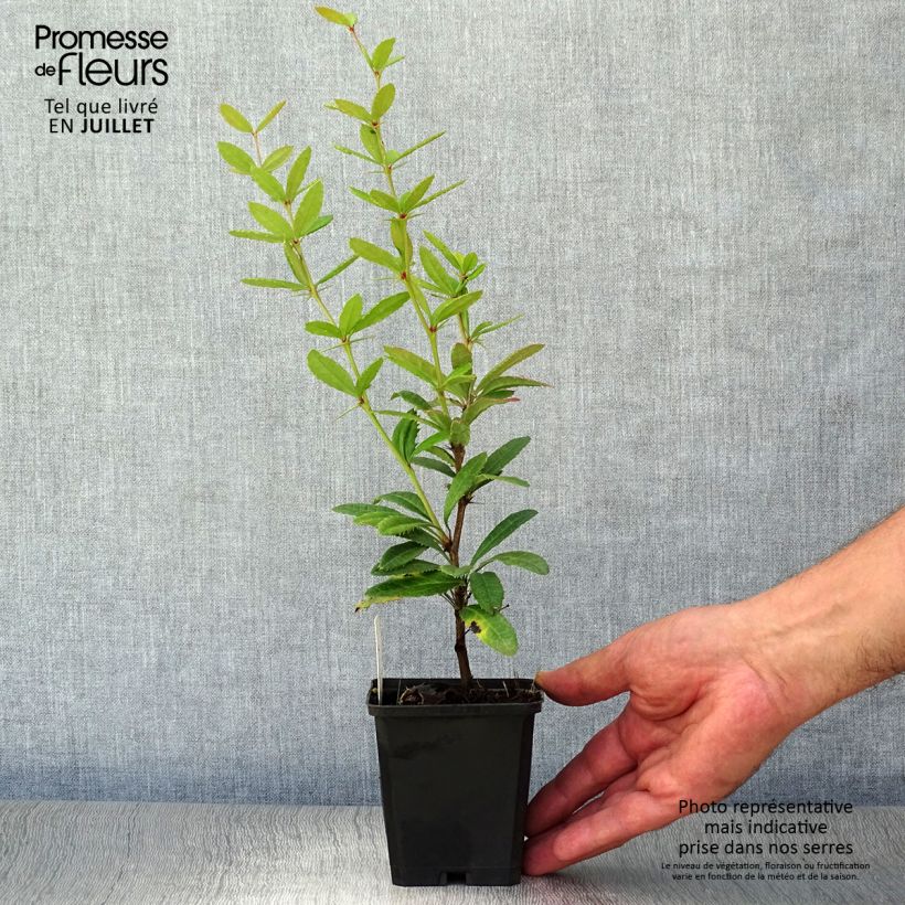 Exemplaar van Berberis julianae - Zuurbes Kweekpotje van 8/9 cm zoals geleverd in de zomer
