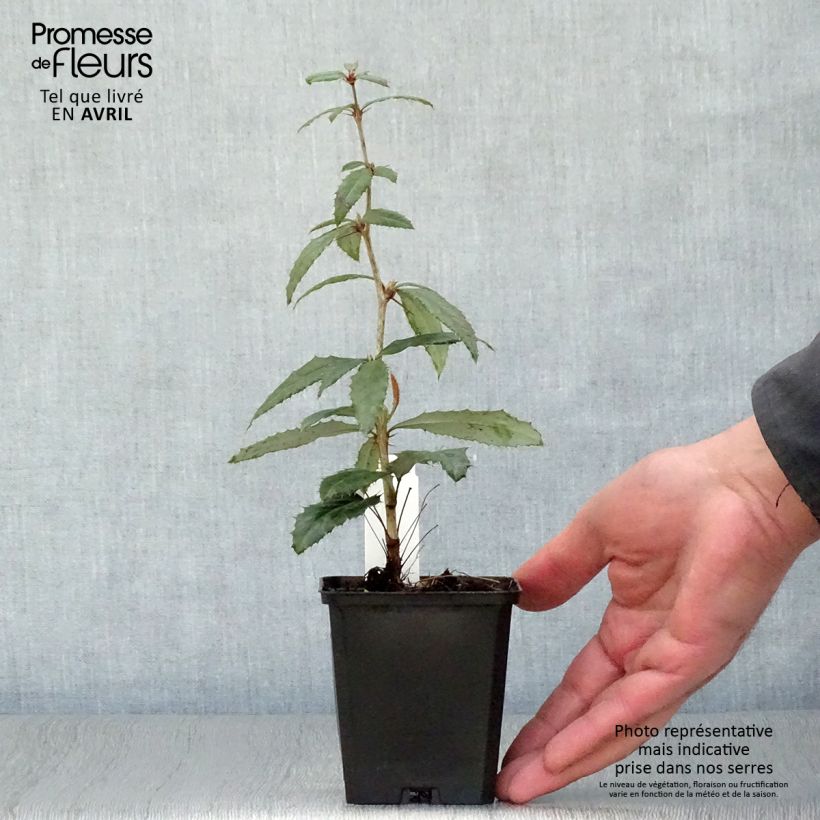 Exemplaar van Berberis julianae - Zuurbes Kweekpotje van 8/9 cm zoals geleverd in de lente