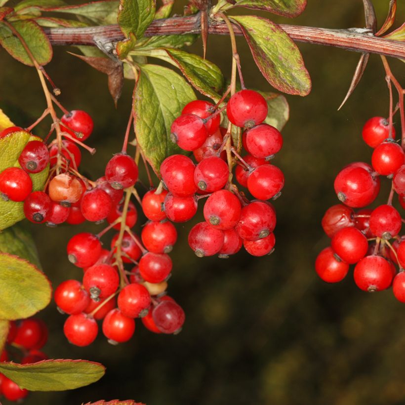 Berberis koreana - Koreaanse berberis (Oogst)