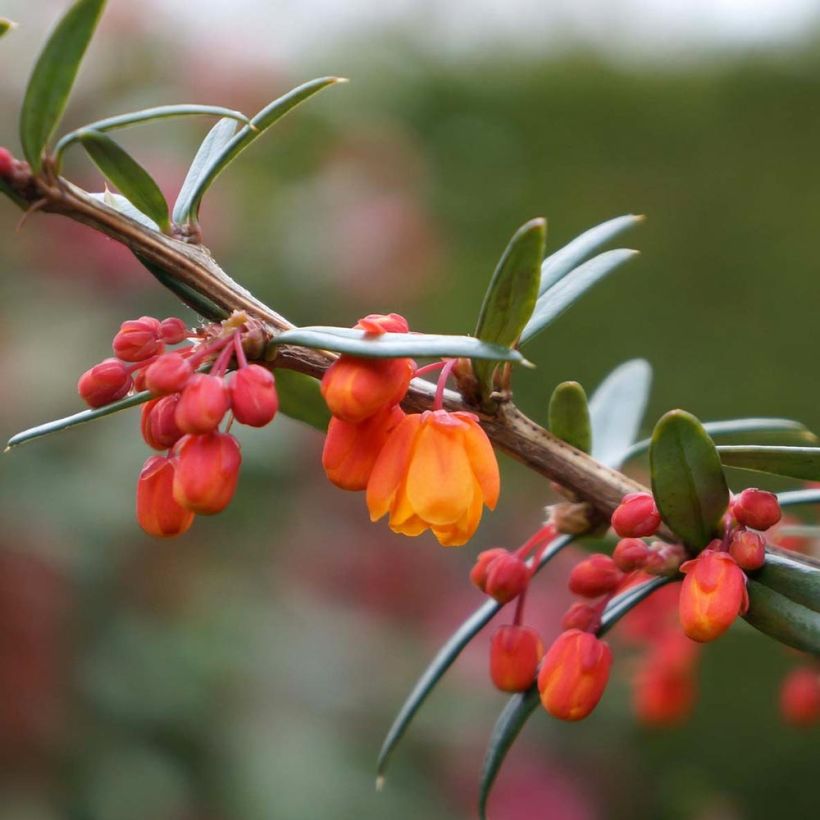 Berberis linearifolia Orange King - Zuurbes (Bloei)