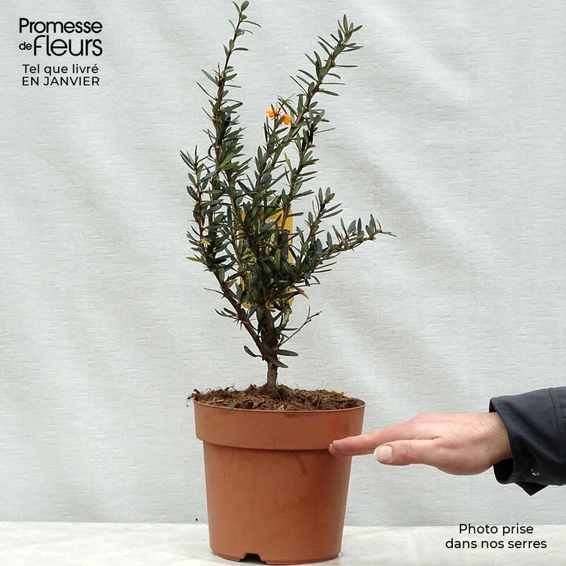 Exemplaar van Berberis linearifolia Orange King - Zuurbes Pot van 3 l/4 l zoals geleverd in de winter