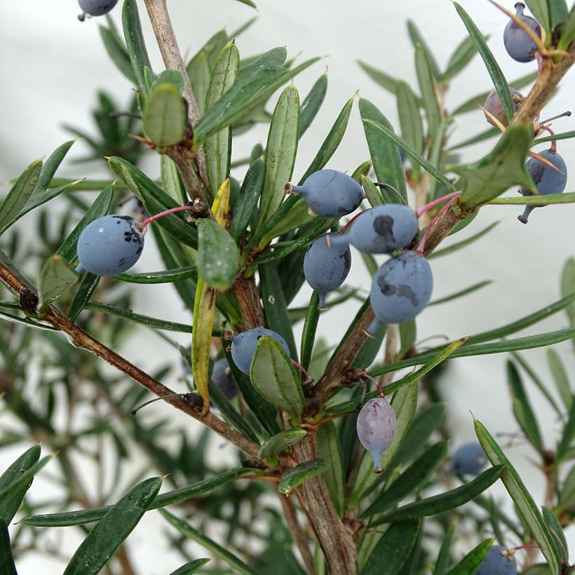 Berberis linearifolia Orange King - Zuurbes (Oogst)