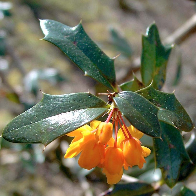 Berberis lologensis Apricot Queen - Zuurbes (Blad)