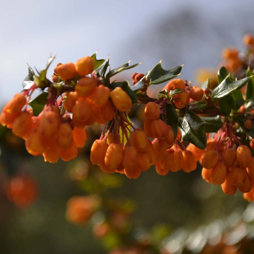 Berberis lologensis Apricot Queen - Zuurbes (Bloei)