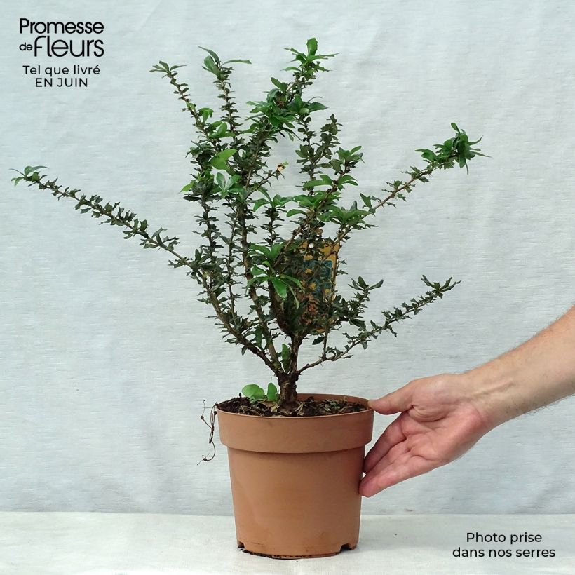 Exemplaar van Berberis lologensis Apricot Queen - Zuurbes Pot van 2 l/3 l zoals geleverd in de zomer
