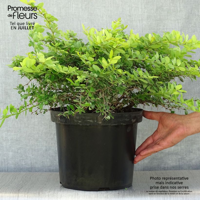 Exemplaar van Berberis media Dual Jewel - Zuurbes Pot van 7,5 l/10 l zoals geleverd in de zomer
