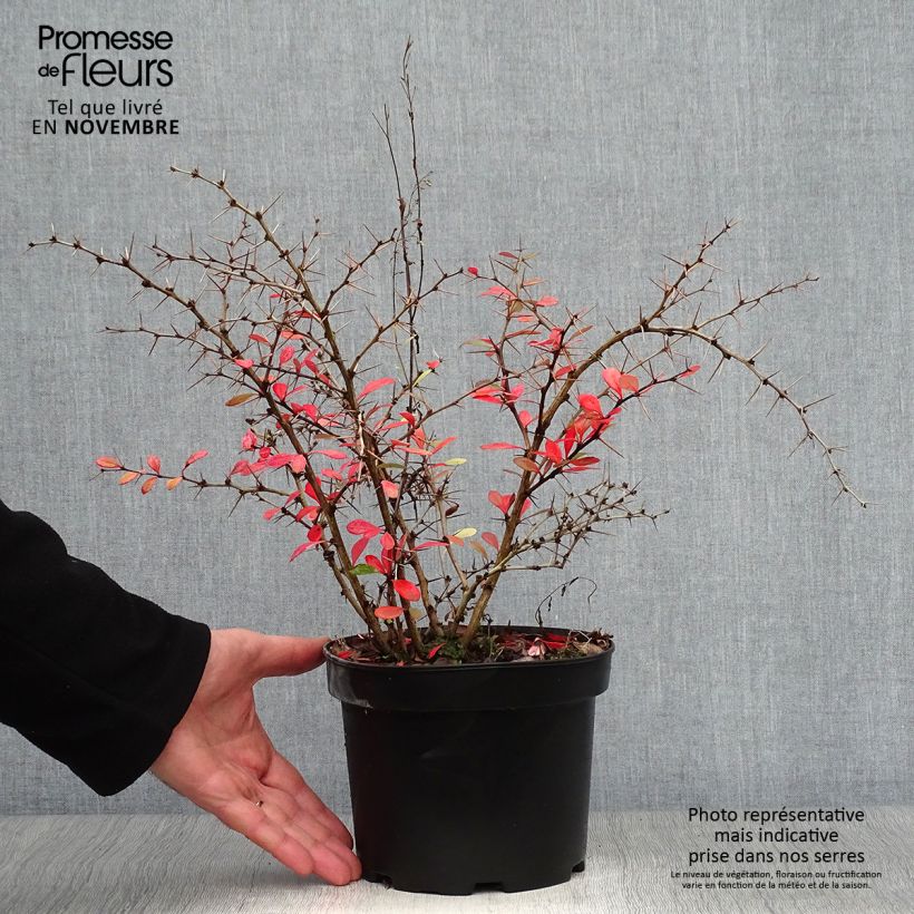 Exemplaar van Berberis media Parkjuweel - Zuurbes Pot van 2 l/3 l zoals geleverd in de herfst