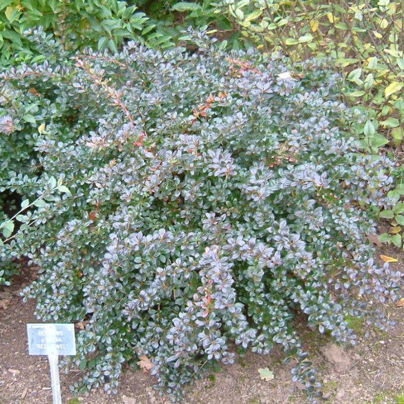 Berberis media Red Jewel - Zuurbes (Groeiplaats)