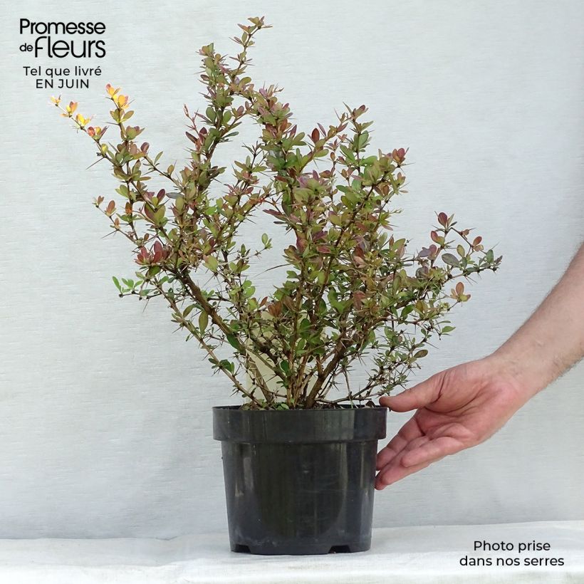 Exemplaar van Berberis media Red Jewel - Zuurbes Pot van 3 l/4 l zoals geleverd in de zomer