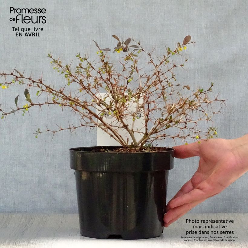 Exemplaar van Berberis media Red Jewel - Zuurbes Pot van 3 l/4 l zoals geleverd in de lente