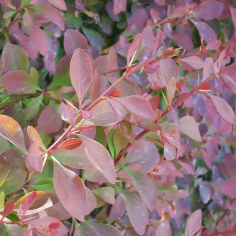 Berberis ottawensis Auricoma - Zuurbes Auricoma (Blad)