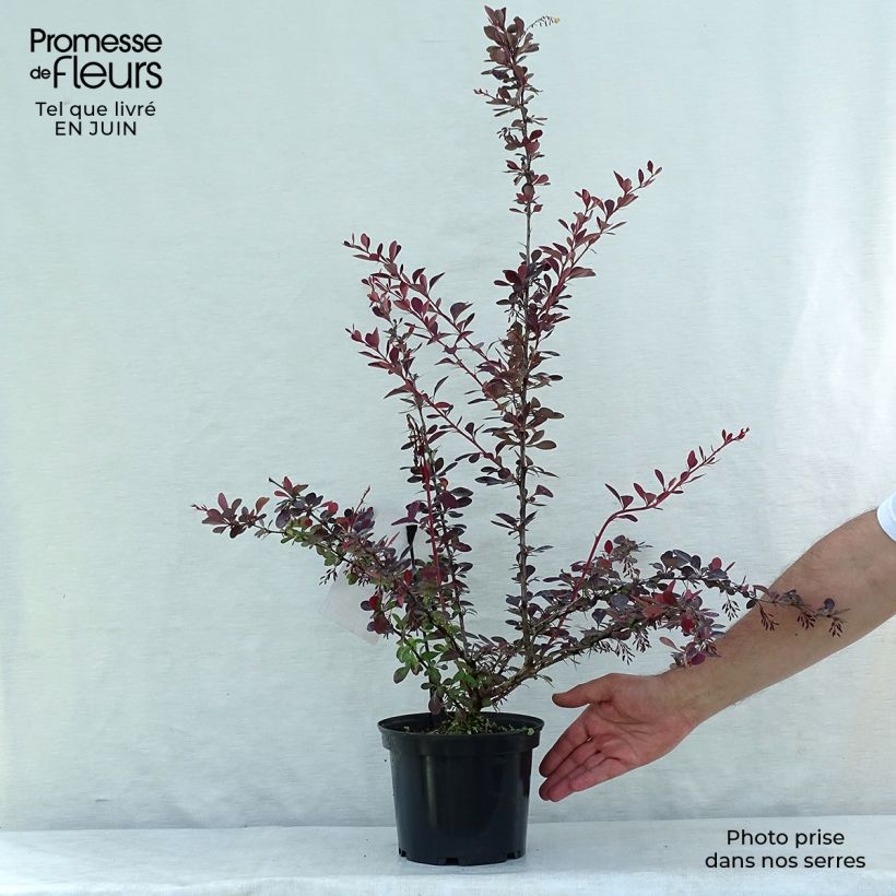 Exemplaar van Berberis ottawensis Auricoma - Zuurbes Auricoma Pot van 3 l/4 l zoals geleverd in de zomer