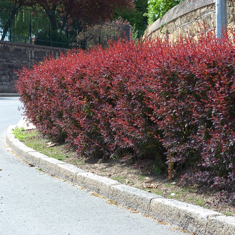 Berberis ottawensis Auricoma - Zuurbes Auricoma (Groeiplaats)