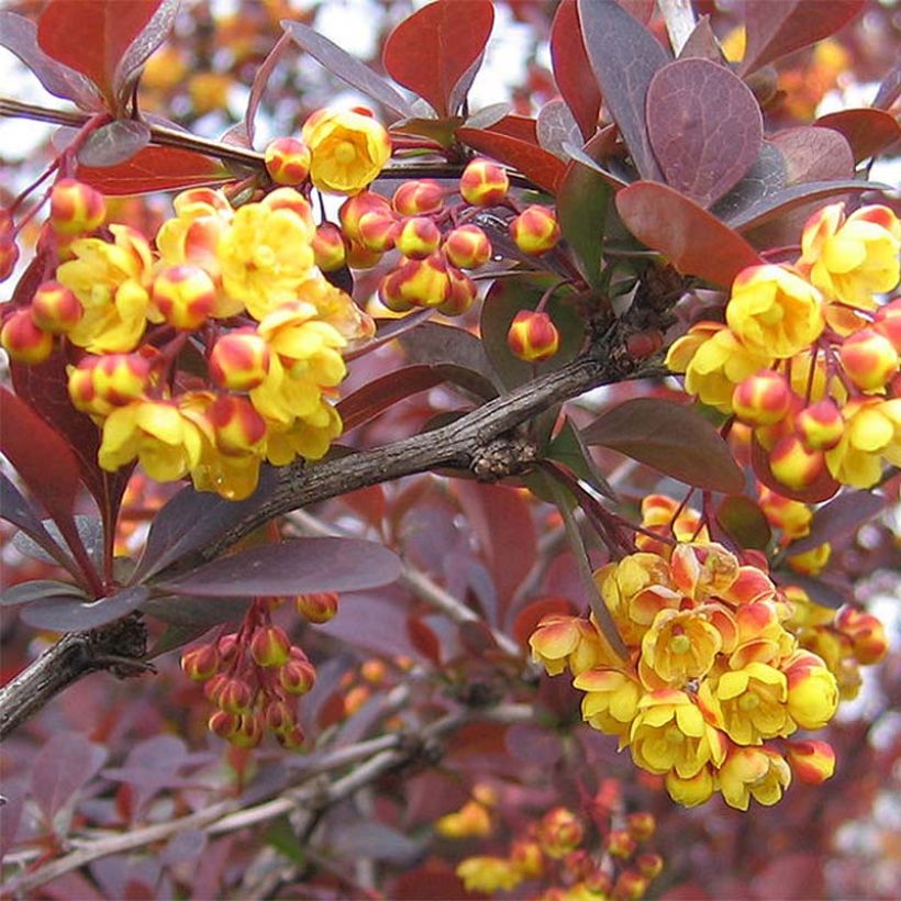 Berberis ottawensis Superba - Zuurbes (Bloei)