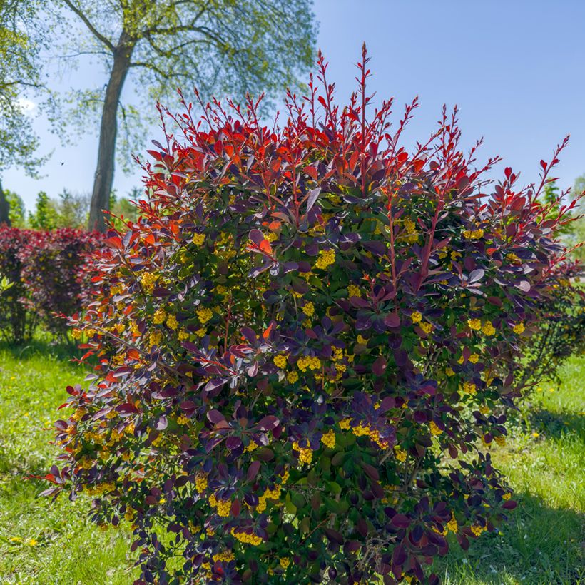Berberis ottawensis Superba - Zuurbes (Groeiplaats)