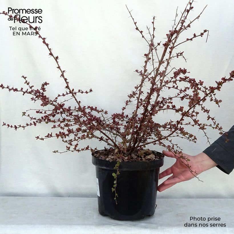 Exemplaar van Berberis ottawensis Superba - Zuurbes Pot van 7,5 l/10 l zoals geleverd in de lente