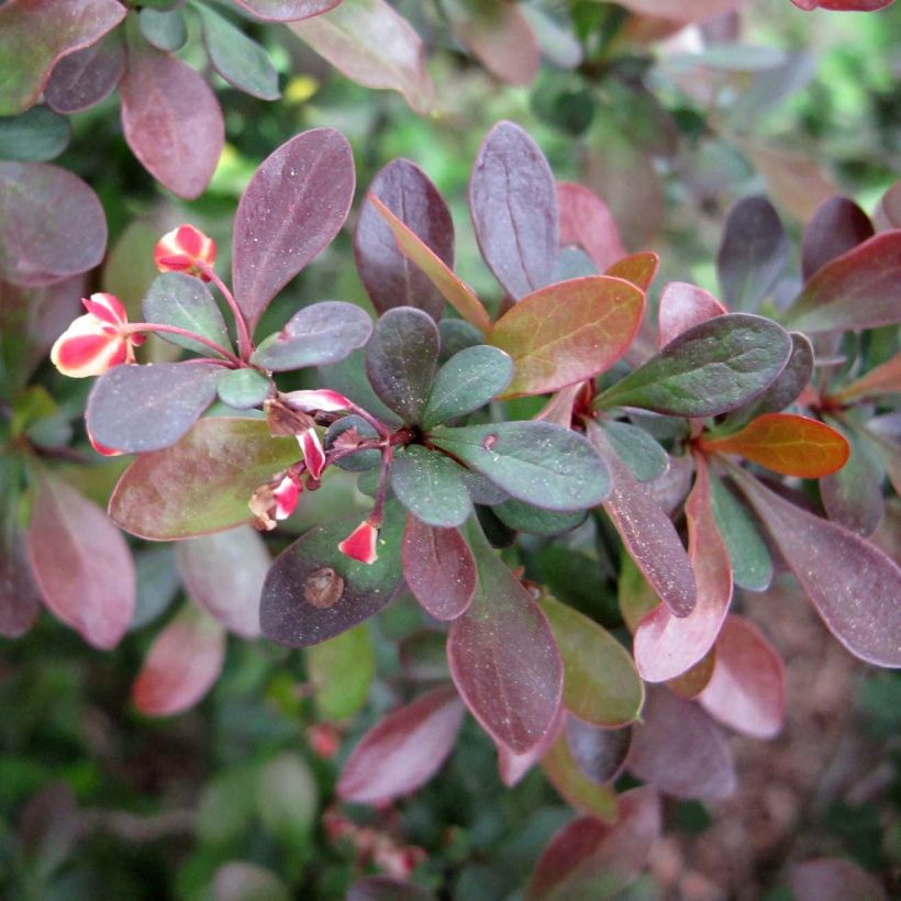 Berberis thunbergii - Japanse berberis (Blad)
