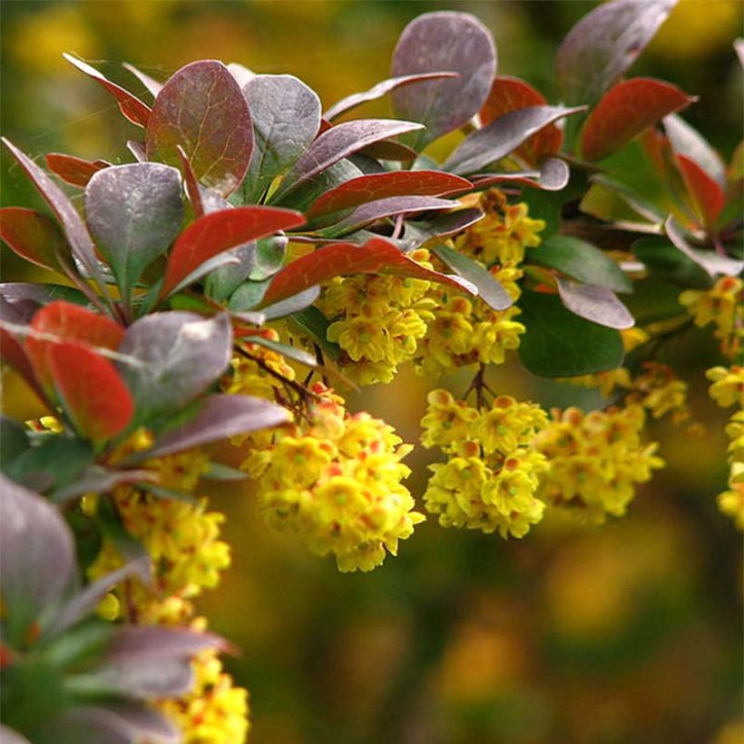 Berberis thunbergii - Japanse berberis (Bloei)