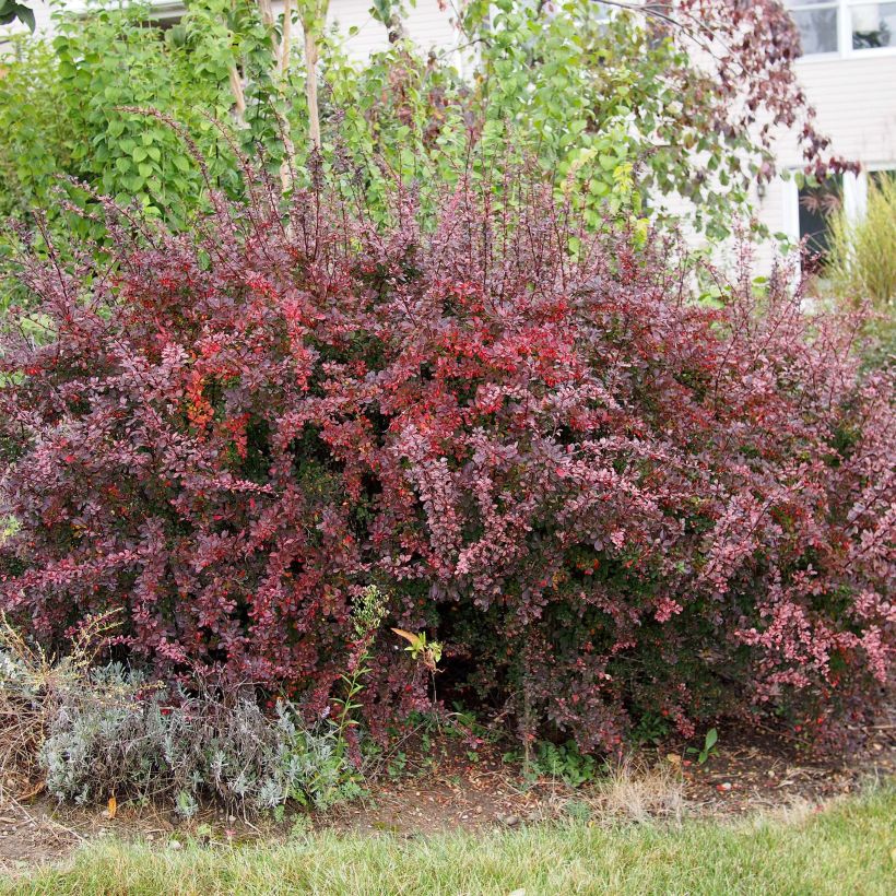 Berberis thunbergii - Japanse berberis (Groeiplaats)