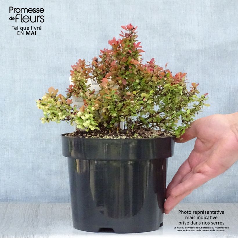 Exemplaar van Berberis thunbergii Admiration - Japanse berberis Pot van 2 l/3 l zoals geleverd in de lente