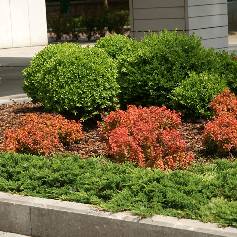 Berberis thunbergii Admiration - Japanse berberis (Groeiplaats)