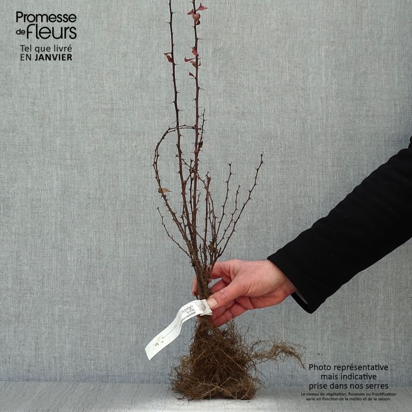 Exemplaar van Berberis thunbergii Atropurpurea - Japanse berberis Naakte wortel zoals geleverd in de winter
