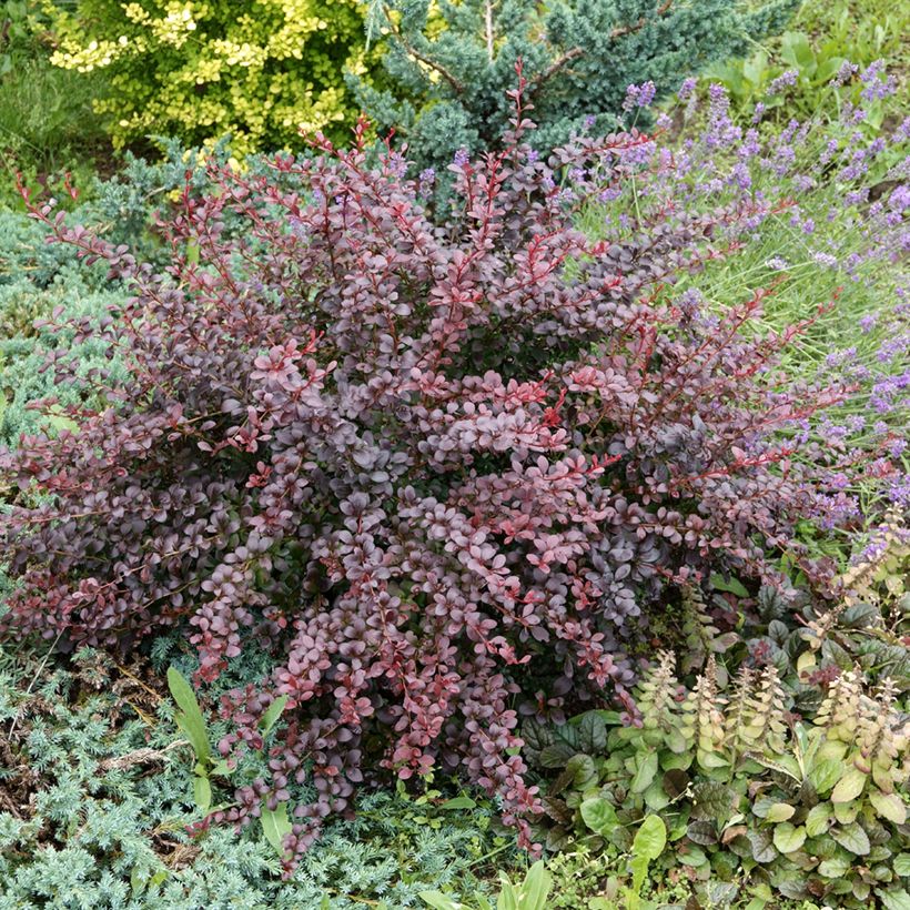 Berberis thunbergii Atropurpurea - Japanse berberis (Groeiplaats)