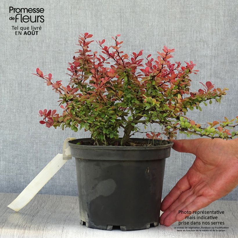 Exemplaar van Berberis thunbergii Atropurpurea Nana - Japanse berberis Pot van 2 l/3 l zoals geleverd in de zomer