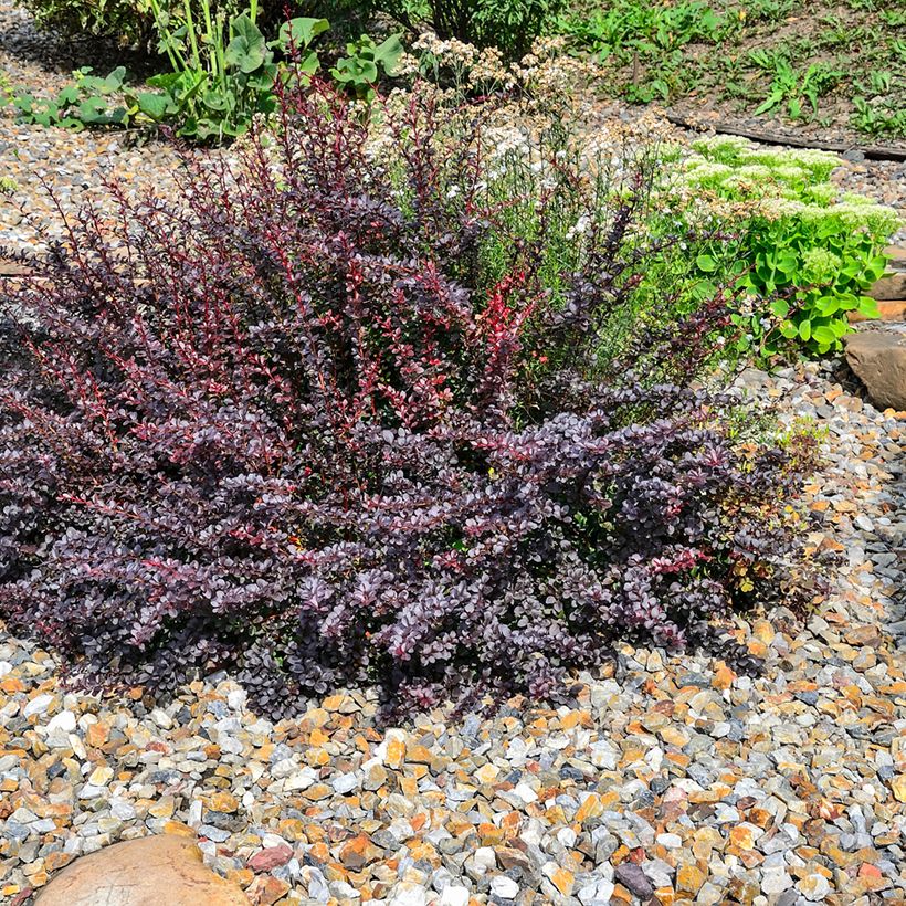 Berberis thunbergii Atropurpurea Nana - Japanse berberis (Groeiplaats)