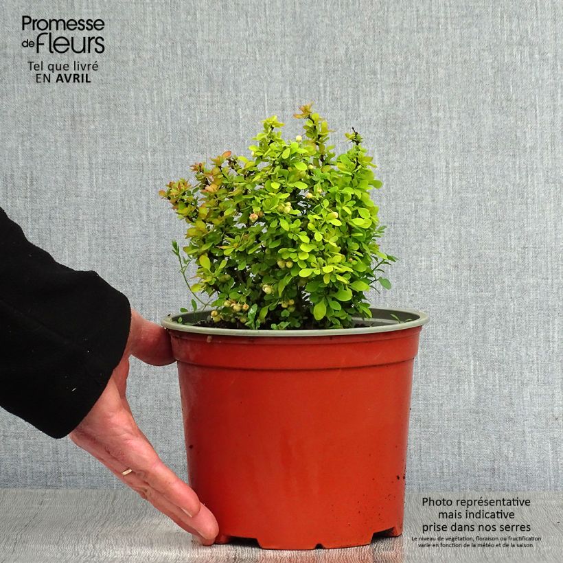Example of Berberis thunbergii Bonanza Gold - Japanse berberis Pot van 2 l/3 l as you get in printemps