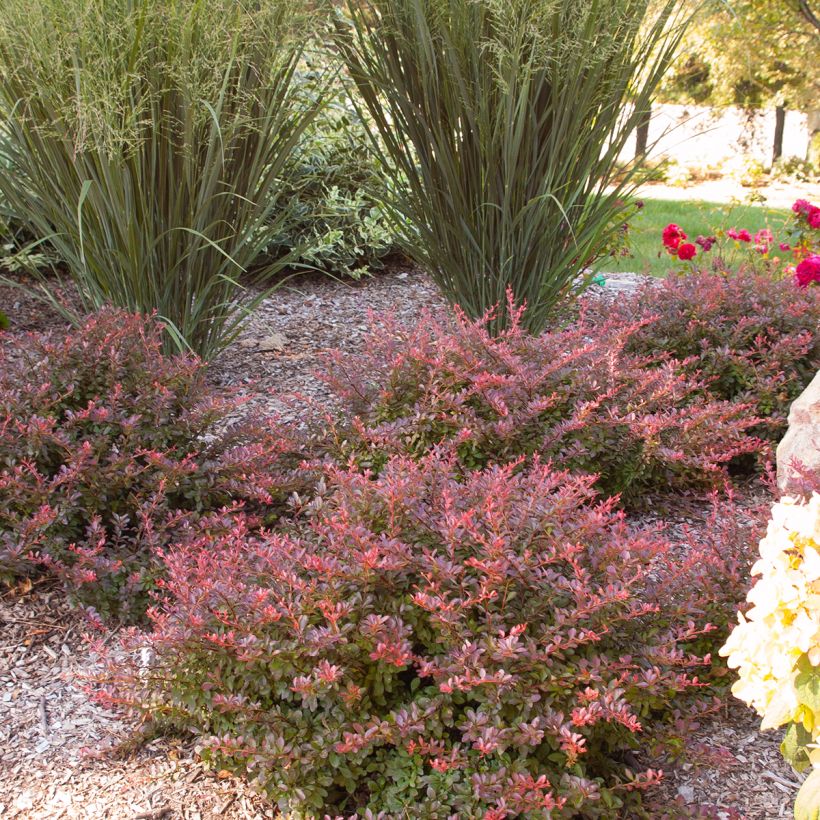 Berberis thunbergii Cabernet - Japanse berberis (Groeiplaats)