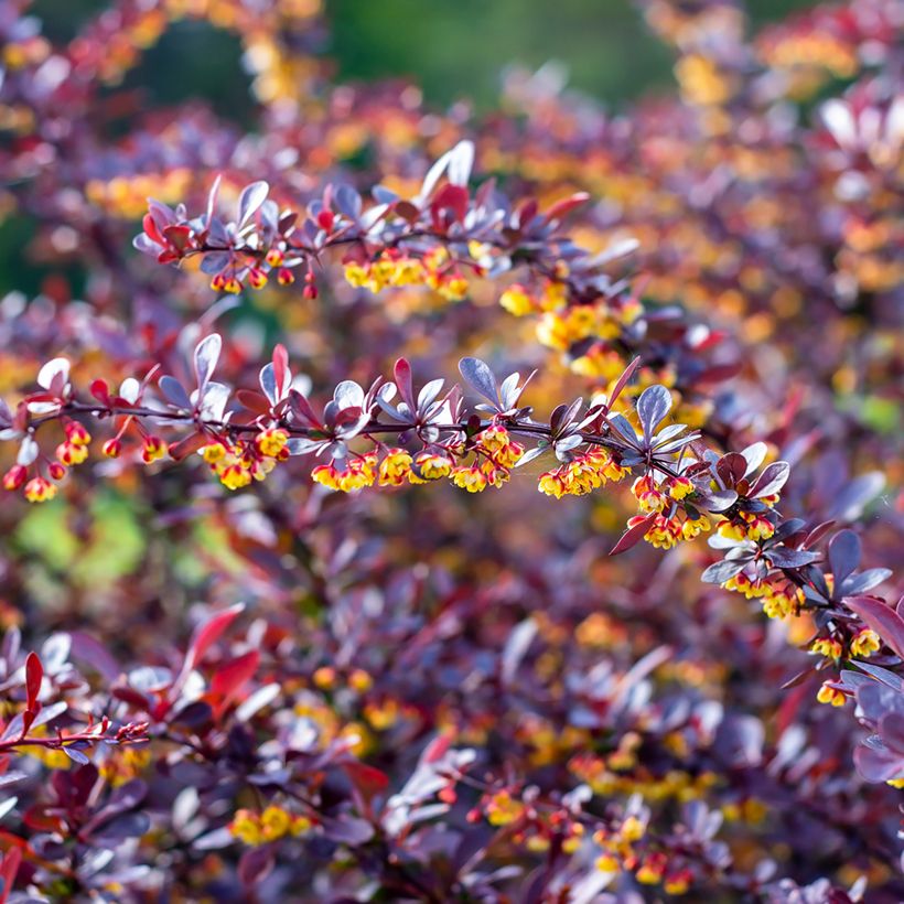 Berberis thunbergii Concorde - Japanse berberis (Bloei)