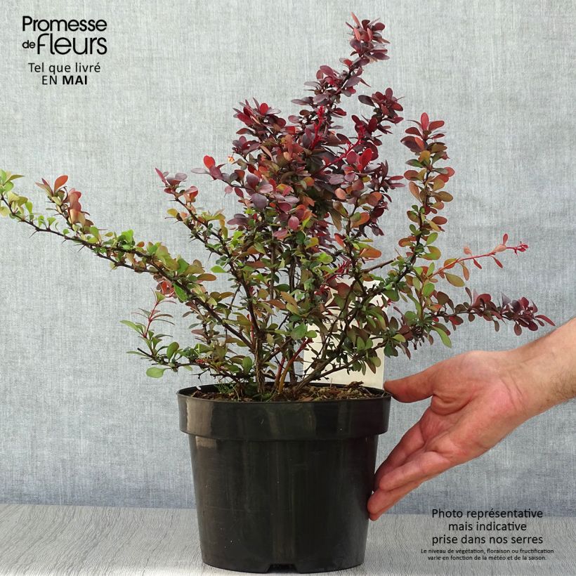Example of Berberis thunbergii Darts Red Lady - Japanse berberis Pot van 2 l/3 l as you get in printemps