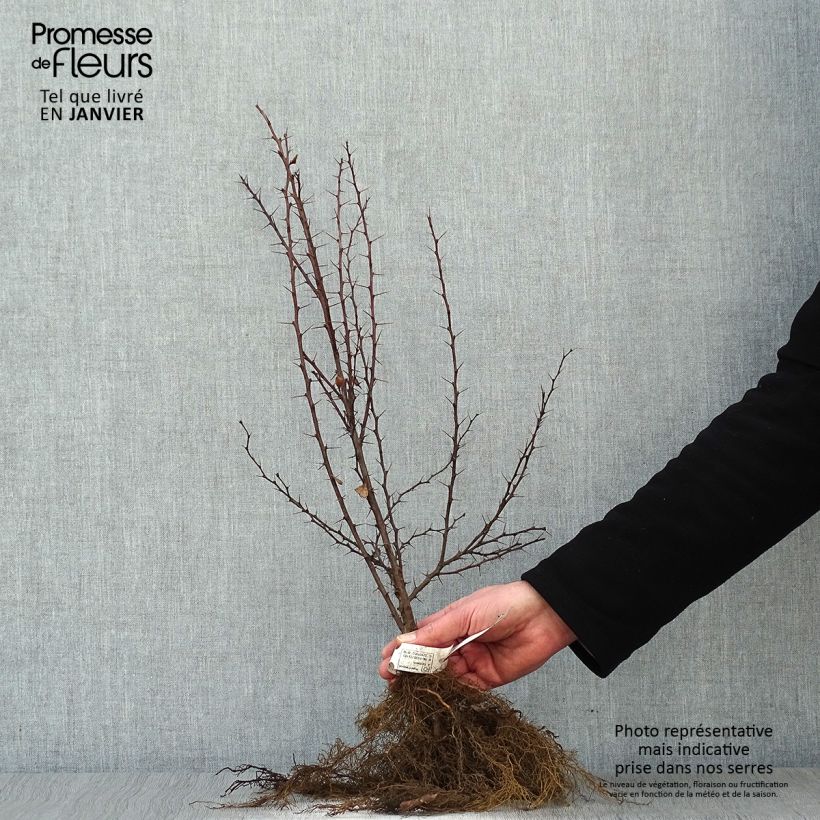 Exemplaar van Berberis thunbergii - Japanse berberis Naakte wortel zoals geleverd in de winter