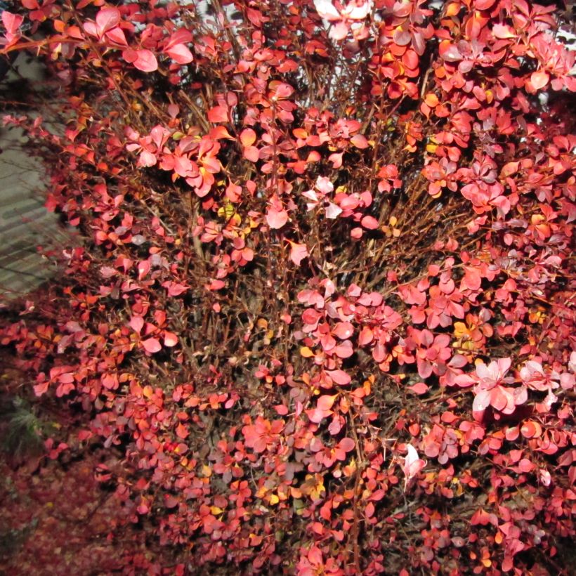 Berberis thunbergii Fireball - Japanse berberis (Plant habit)