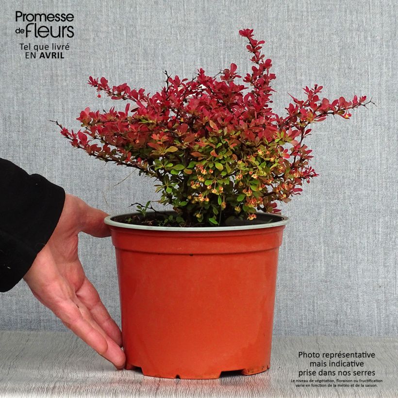 Example of Berberis thunbergii Fireball - Japanse berberis Pot van 2 l/3 l as you get in printemps