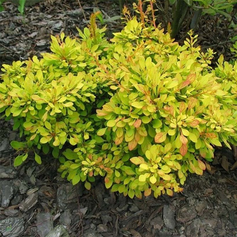 Berberis thunbergii Golden Carpet - Japanse berberis (Foliage)