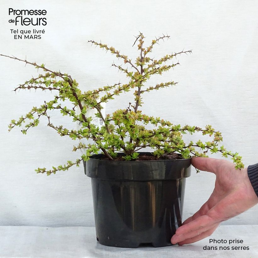 Example of Berberis thunbergii Golden Carpet - Japanse berberis Pot van 3 l/4 l as you get in printemps