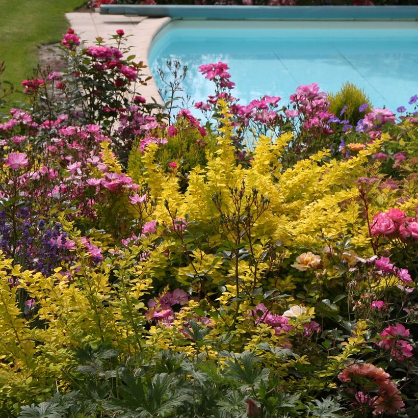 Berberis thunbergii Golden Carpet - Japanse berberis (Groeiplaats)