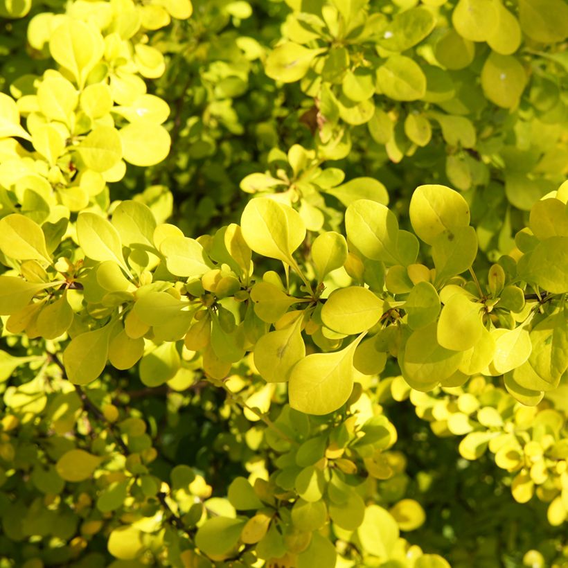 Berberis thunbergii Golden Carpet - Japanse berberis (Blad)