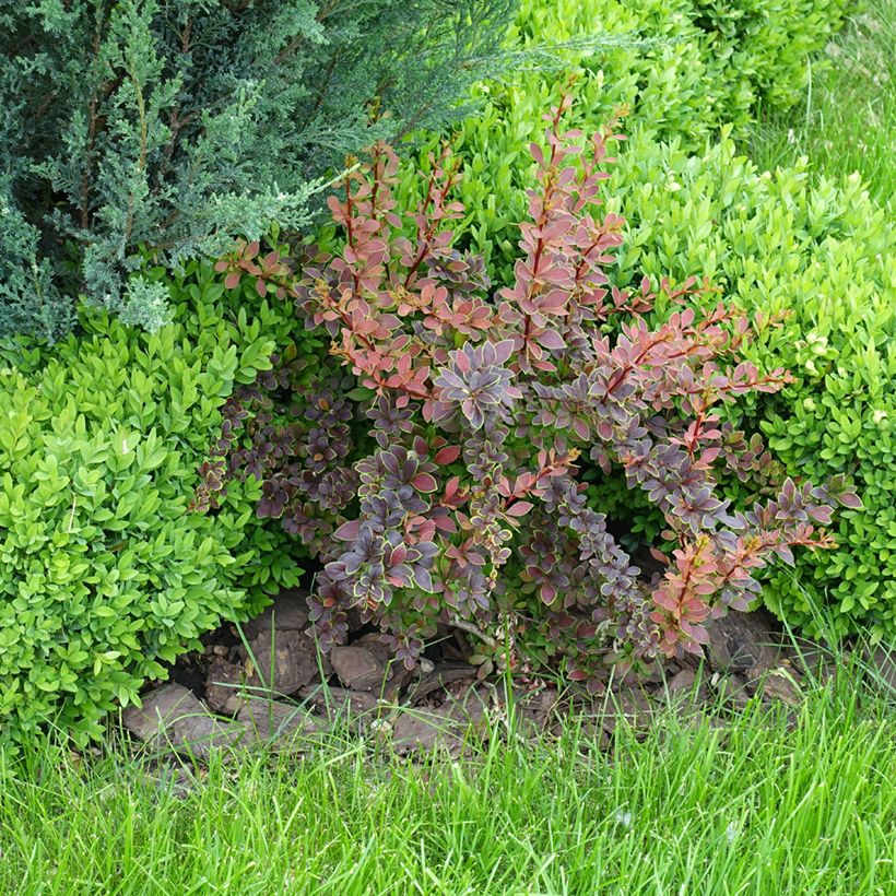 Berberis thunbergii Golden Ring - Japanse berberis (Groeiplaats)