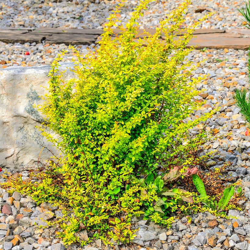 Berberis thunbergii Golden Rocket - Japanse berberis (Groeiplaats)