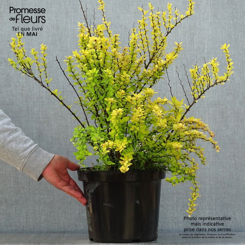Exemplaar van Berberis thunbergii Golden Rocket - Japanse berberis Pot van 7,5 l/10 l zoals geleverd in de lente