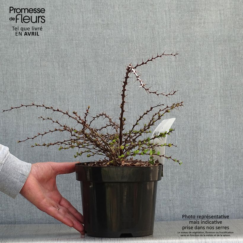 Exemplaar van Berberis thunbergii Green Carpet - Japanse berberis Pot van 3 l/4 l zoals geleverd in de lente