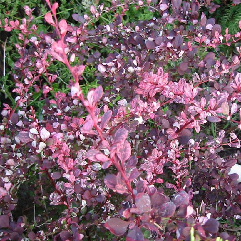 Berberis thunbergii Harlequin - Japanse berberis (Blad)