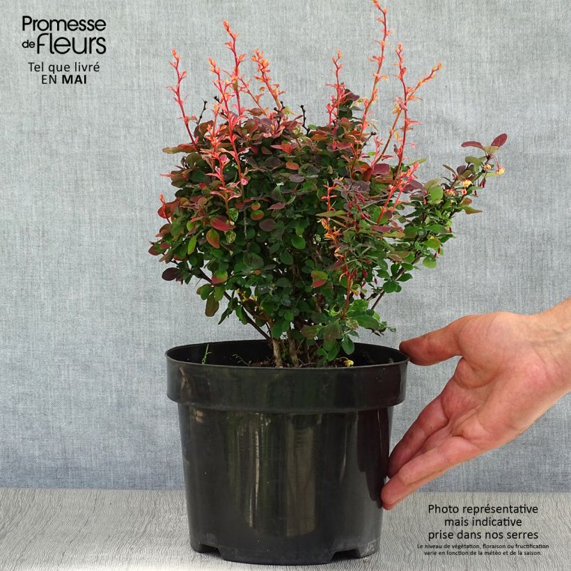 Exemplaar van Berberis thunbergii Inspiration - Japanse berberis Pot van 2 l/3 l zoals geleverd in de lente