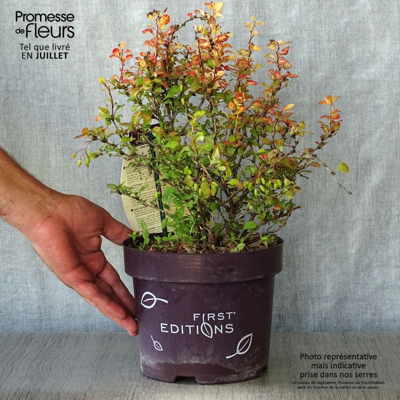 Exemplaar van Berberis thunbergii Limoncello - Japanse berberis Pot van 3 l/4 l zoals geleverd in de zomer