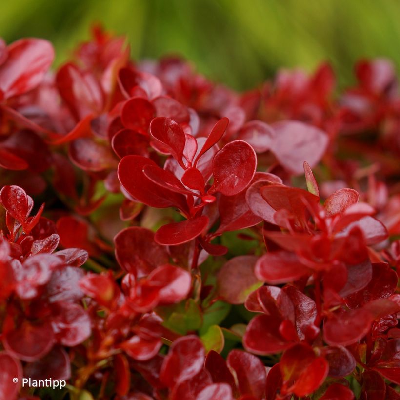 Berberis thunbergii Lutin Rouge - Japanse berberis (Blad)