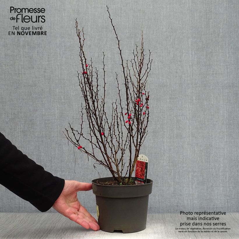 Exemplaar van Berberis thunbergii Maria - Japanse berberis Pot van 2 l/3 l zoals geleverd in de herfst