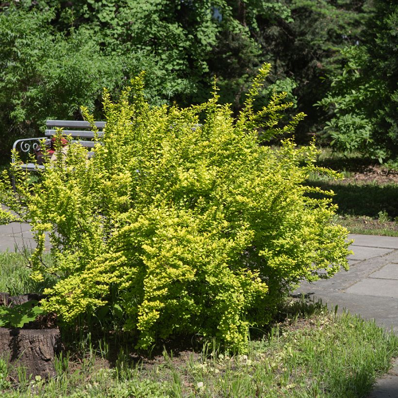 Berberis thunbergii Maria - Japanse berberis (Groeiplaats)